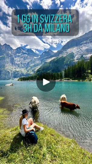 two people are sitting on the shore of a mountain lake with cows in the water