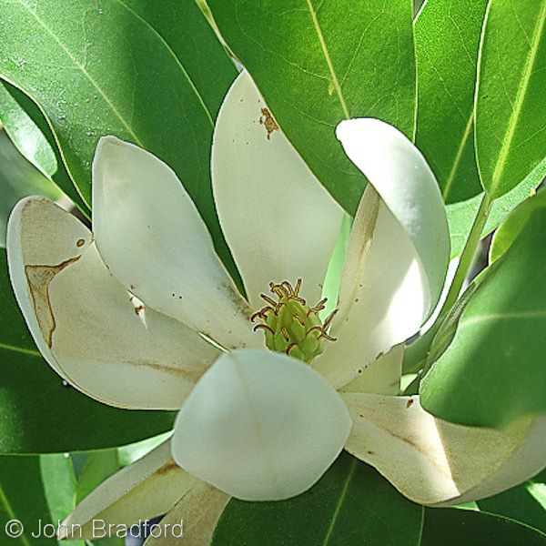 a white flower with green leaves in the background