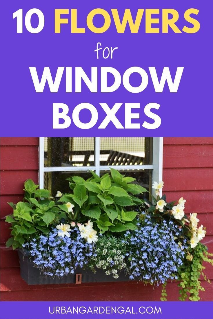 the words 10 flowers for window boxes are in front of a red building with blue and white flowers