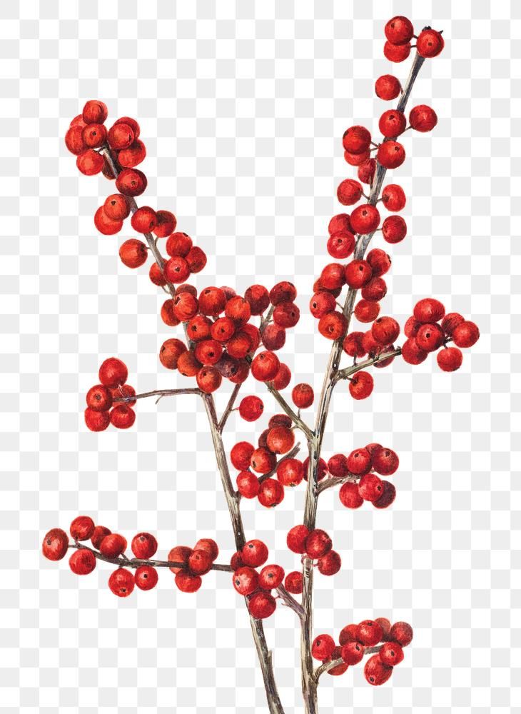 a branch with red berries on it