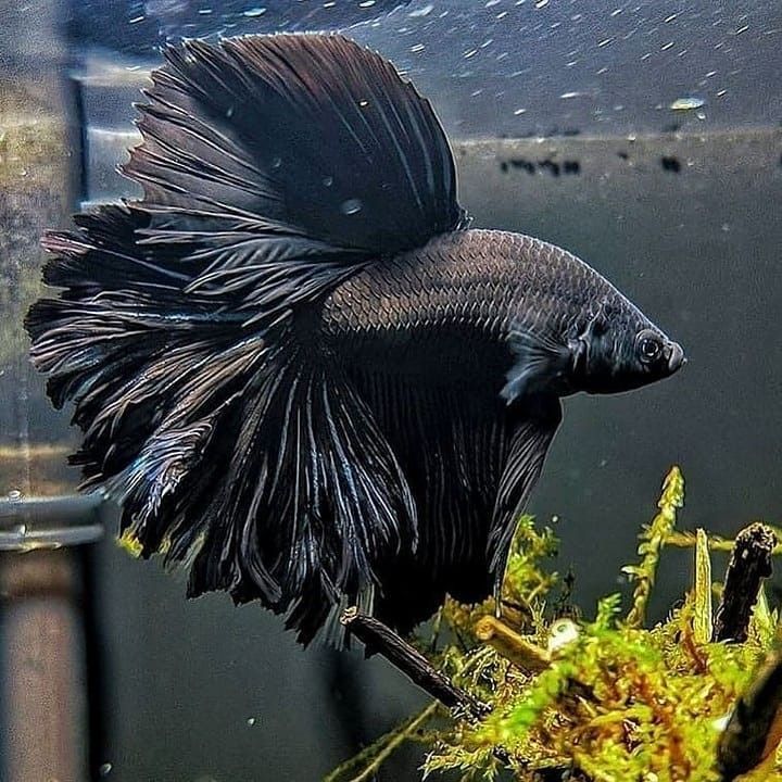 a black siamese fish swimming in an aquarium