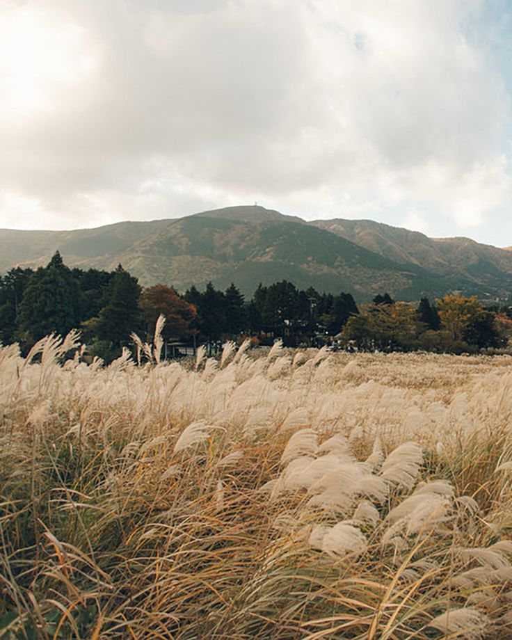 tall grass in the foreground with mountains in the background