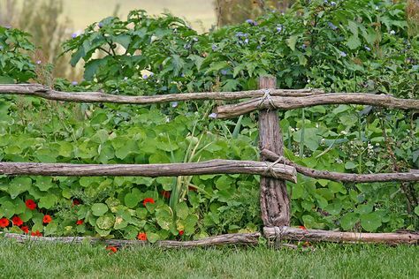 a wooden fence with red flowers growing through it