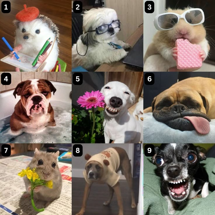 there are many different pictures of dogs with their teeth and nosebrushes in them