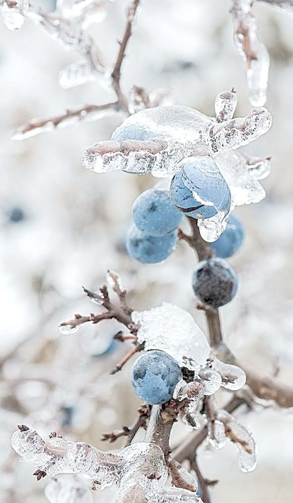 blue berries are covered in ice on a branch