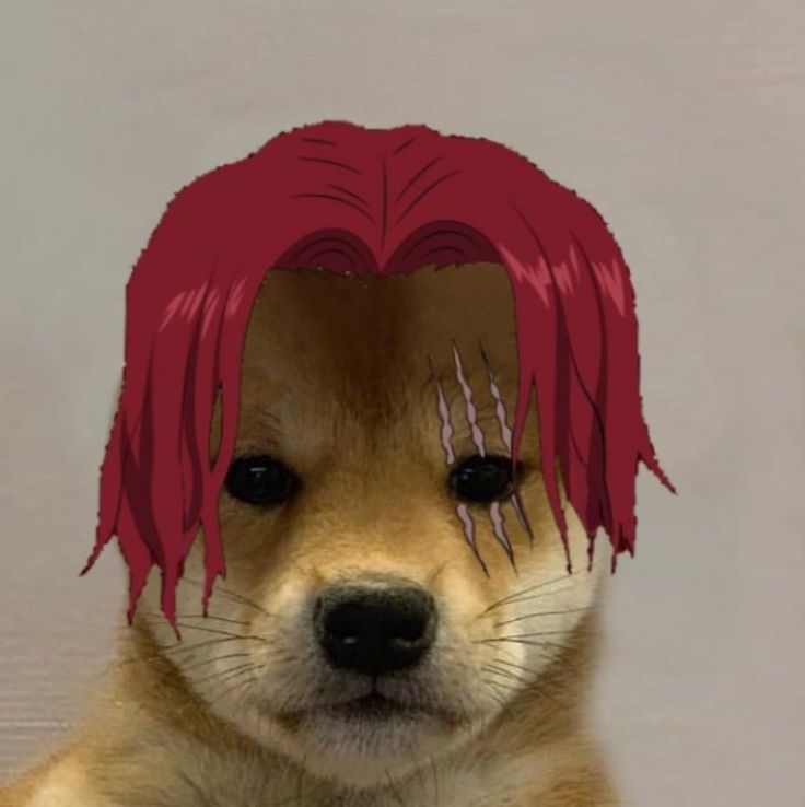 a brown dog with red hair is looking at the camera