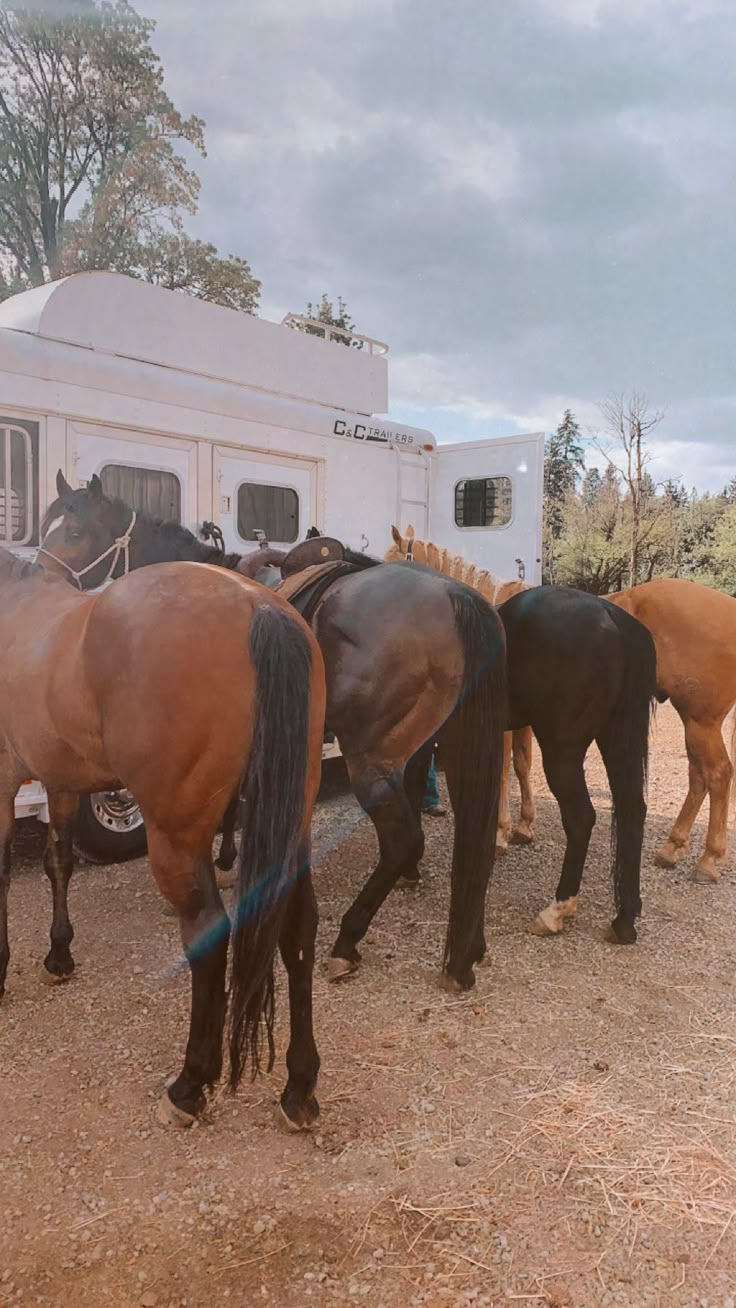 several horses are lined up in front of a trailer