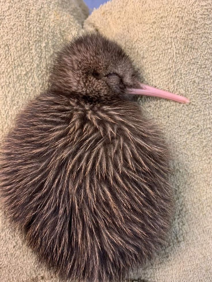 a baby kiwi is curled up on a blanket with its long pink beak sticking out