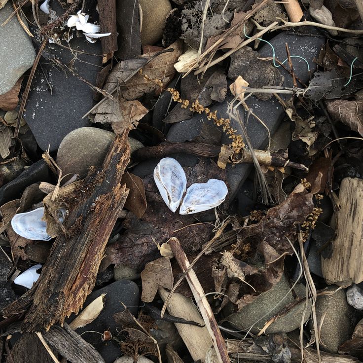 beach mollusk shell lake erie great lakes organic heart Heart Images In Nature, Hearts In Nature Aesthetic, Hearts In Nature Photography, Noah Kahan Stick Season, Handmade Heart Pendant Necklace, Nature-inspired, Heart Shaped Nature Image, Stick Season, Aesthetic Core, Album Aesthetic