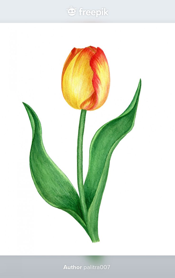 a drawing of a yellow and red tulip on a white background with the words freepik above it