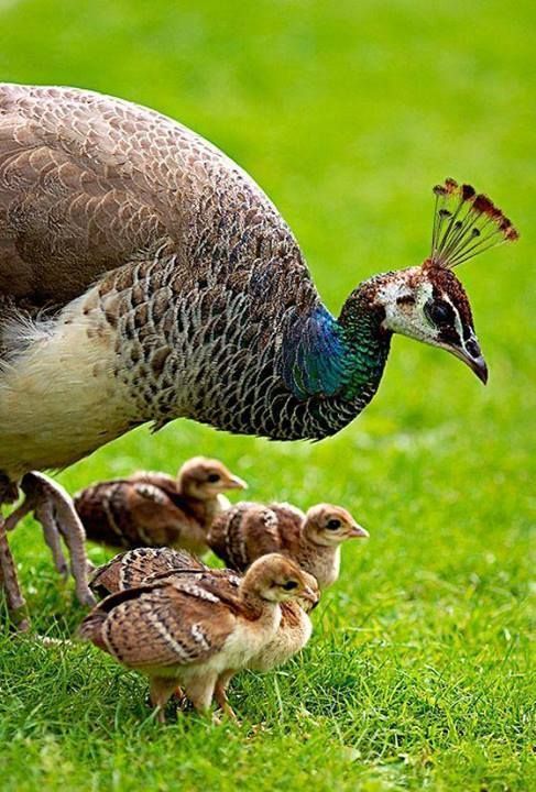 a group of birds standing on top of a lush green grass covered field next to each other