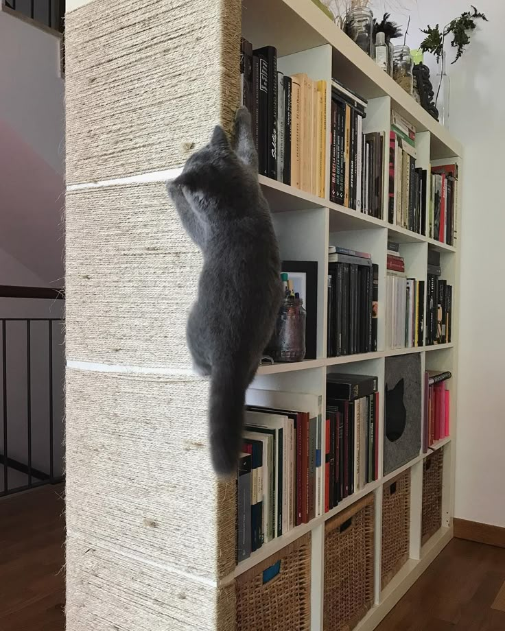 a cat climbing up the side of a bookshelf on top of a book shelf