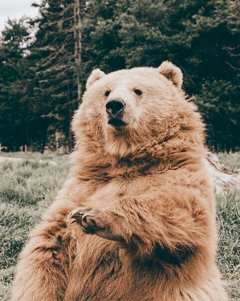 a large brown bear standing on its hind legs in the grass with trees in the background