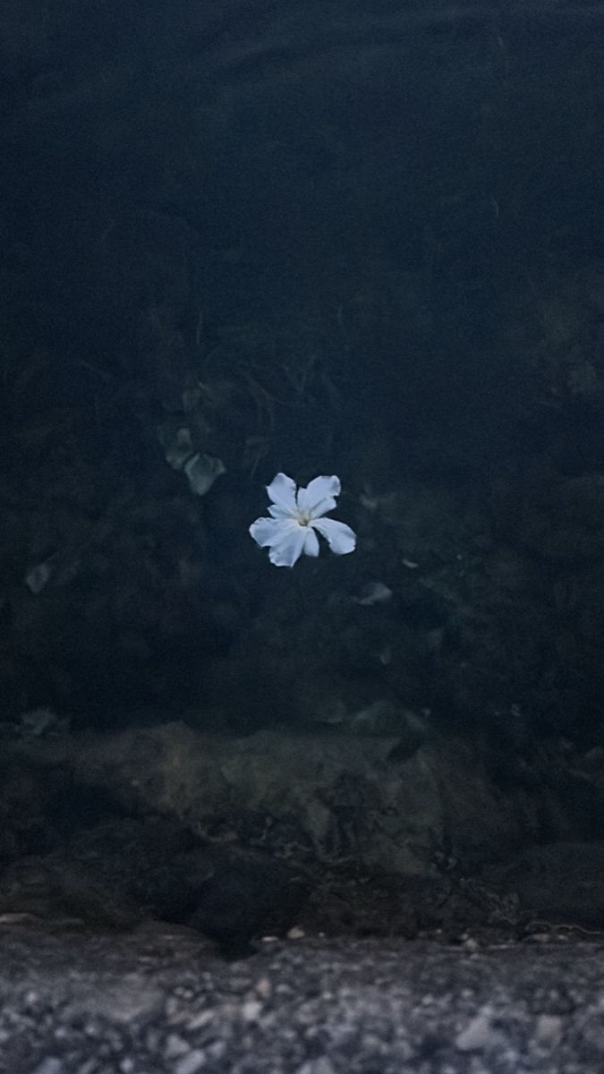 a single white flower floating in the air over rocks and water at night time, with only one blooming