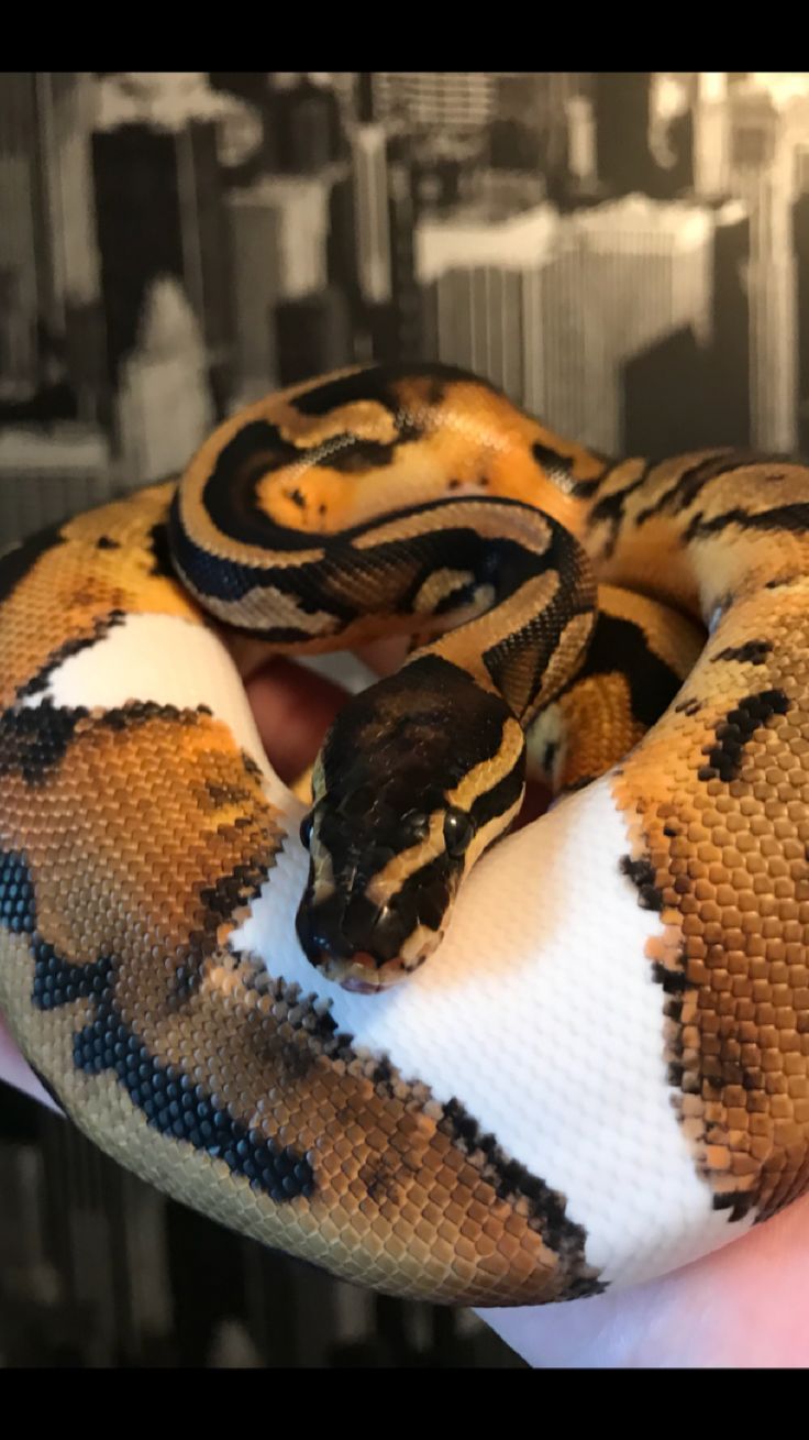 a person holding a large ball python in their hand with cityscape in the background