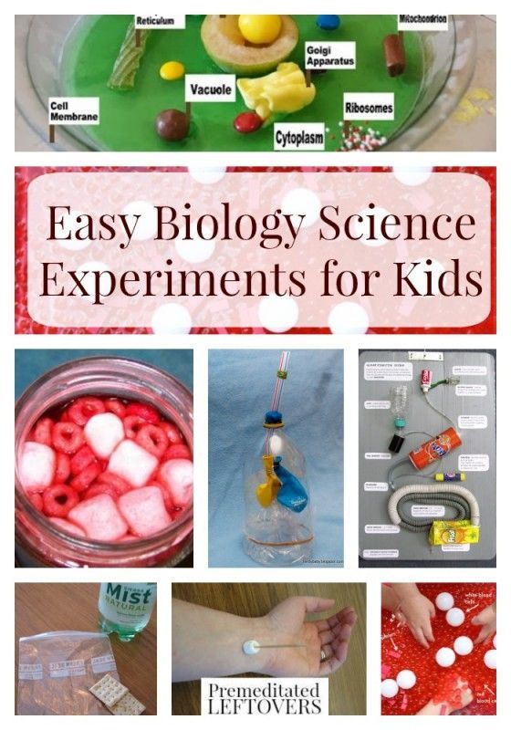 Easy Biology Experiments for Kids- Hands-on experiments are an exciting way to teach kids biology. These easy biology experiments will wow kids of all ages. Fall Experiments, Anatomy Projects, Projects For High School Students, Prek Science, Biology For Kids, Biology Experiments, Biology Activity, Human Body Science, Human Body Activities