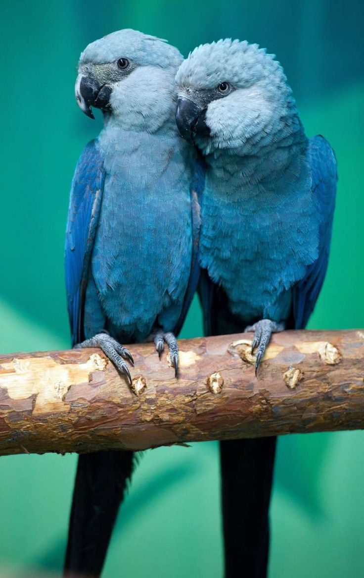 two blue birds sitting on top of a tree branch next to each other in front of a green background