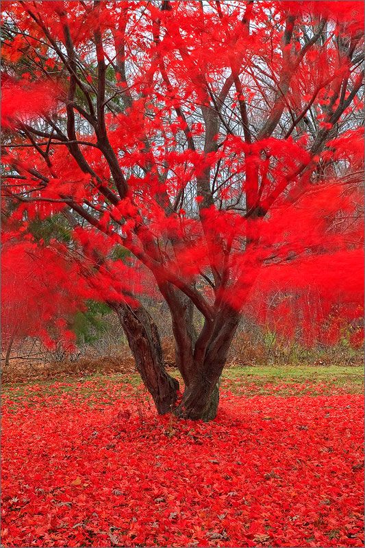 a tree with red leaves on the ground