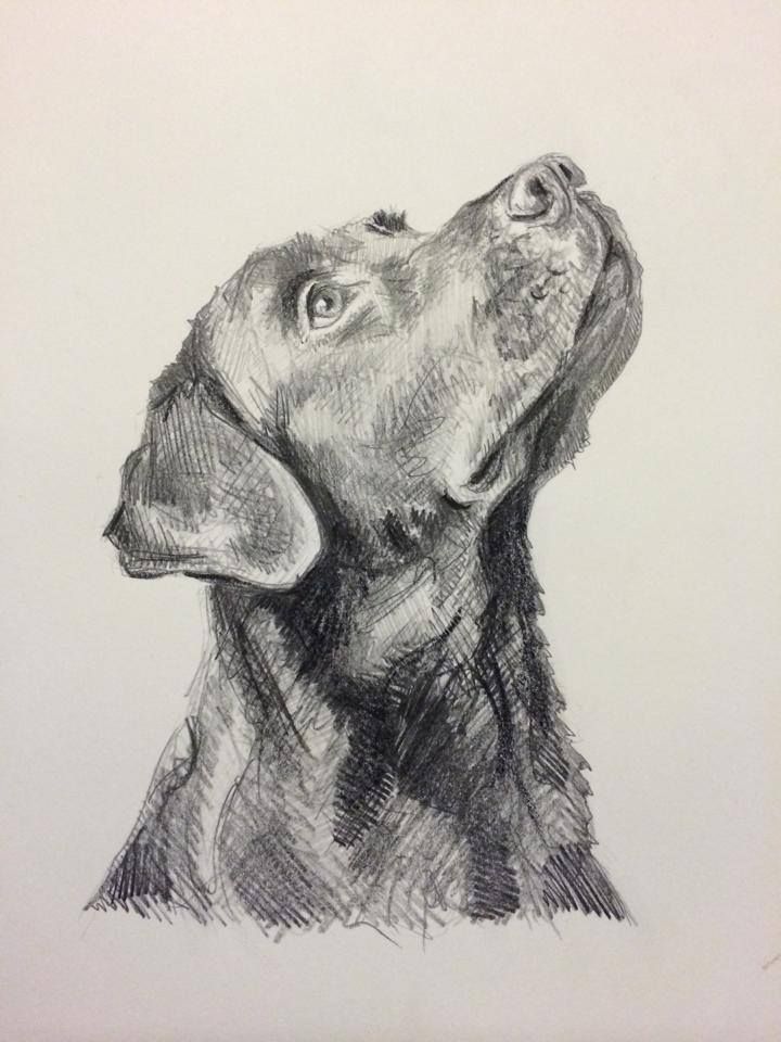 a black and white drawing of a dog's head looking up to the sky