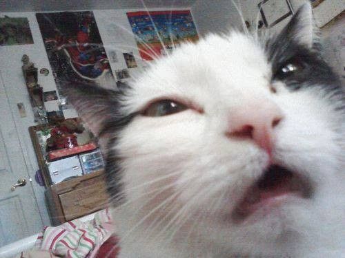 a close up of a cat with its mouth open and eyes wide open in front of the camera