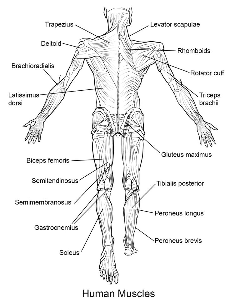 the human muscles and their major skeletal systems are labeled in this diagram, with labels on each side