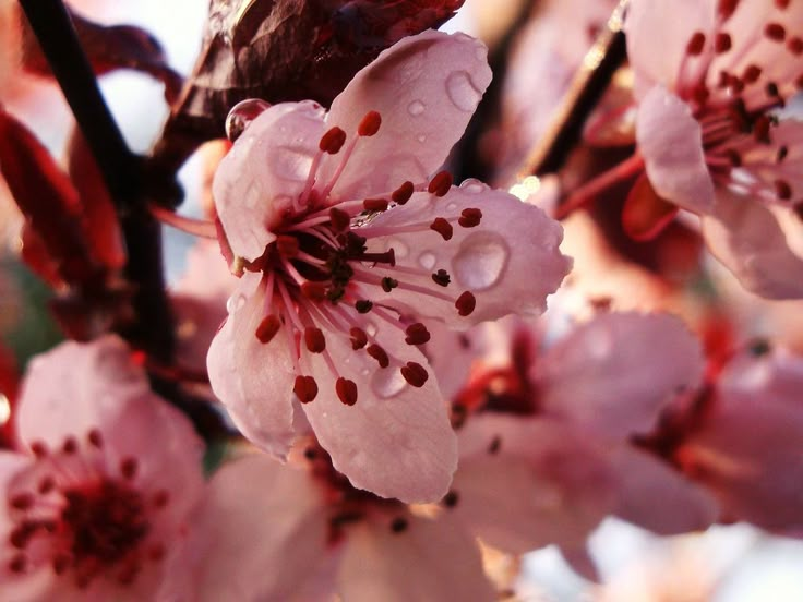 pink flowers are blooming on the branches of trees with water droplets all over them