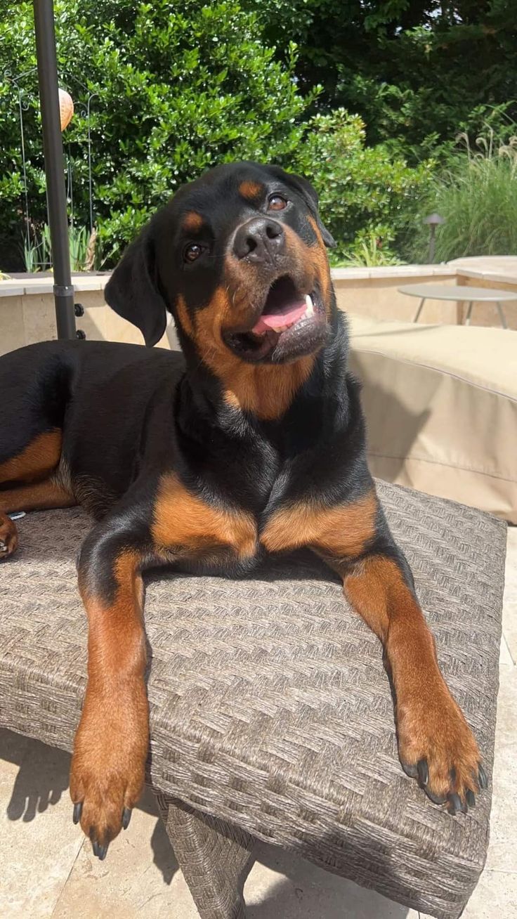 a black and brown dog laying on top of a wooden bench