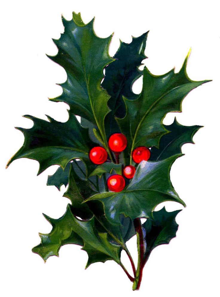 14 Christmas Holly Images! - The Graphics Fairy Christmas Holly Images, Tree Cupcakes, Holly Bush, Christmas Dessert, Graphics Fairy, Christmas Graphics, Holly Berries, Victorian Christmas, Holly Leaf