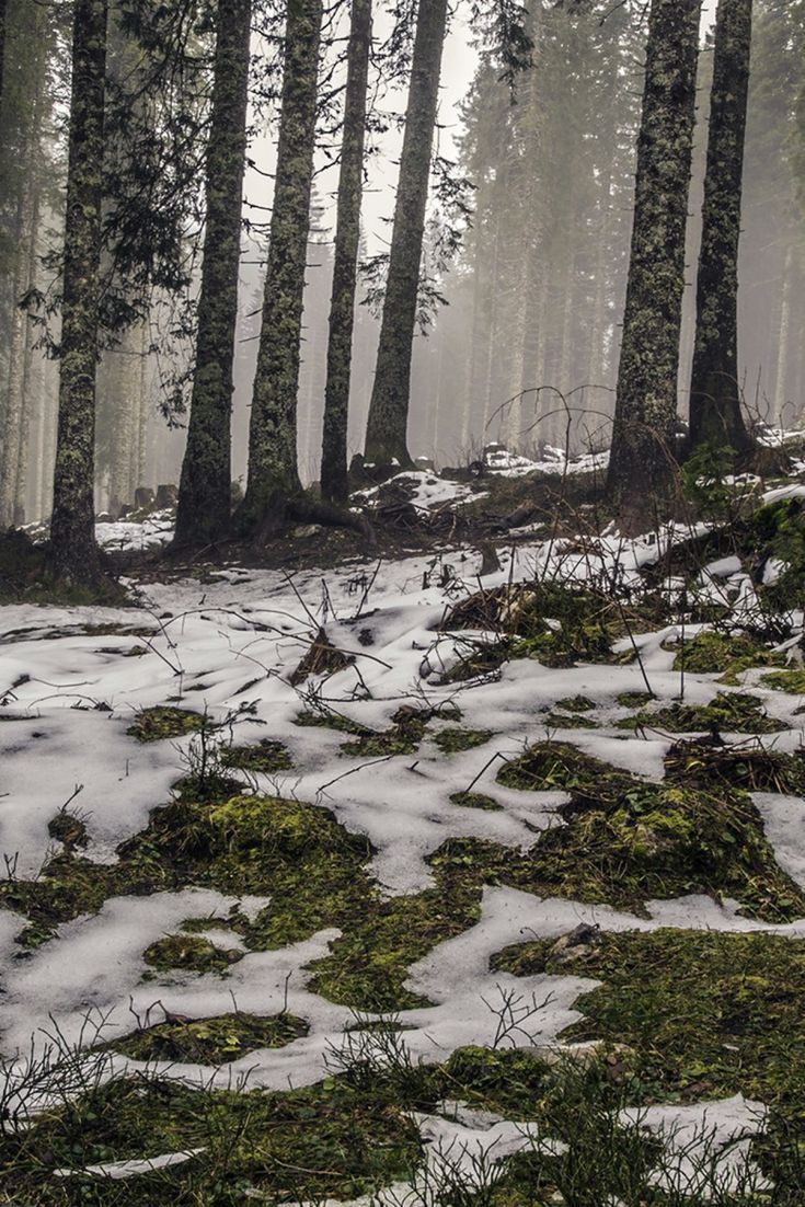 snow covered ground in the middle of a pine forest with trees and grass on both sides