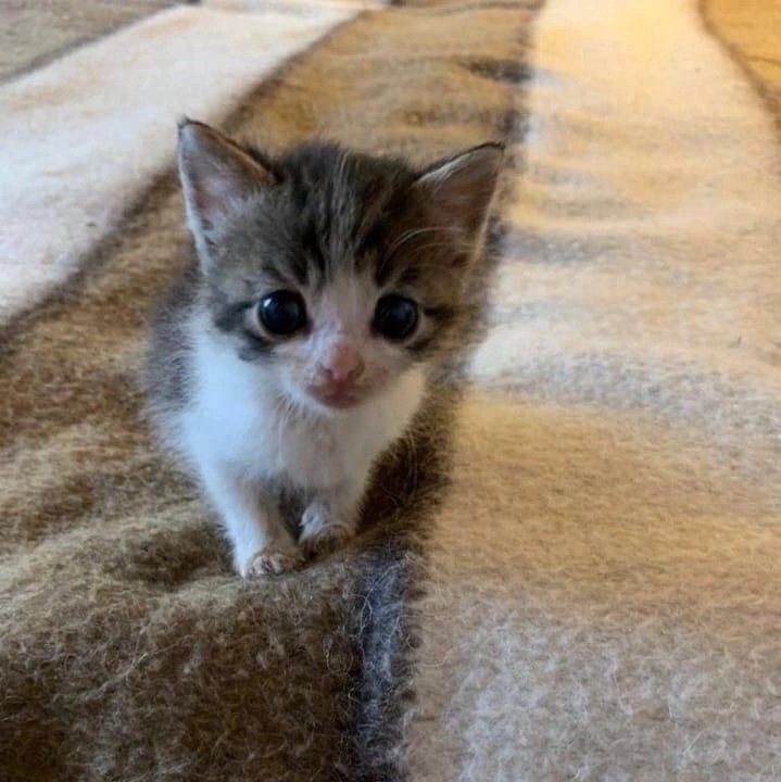 a small kitten sitting on top of a blanket