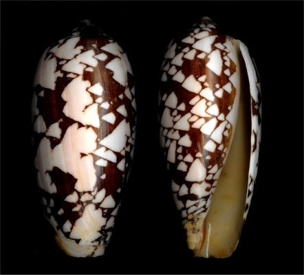 two brown and white vases sitting next to each other