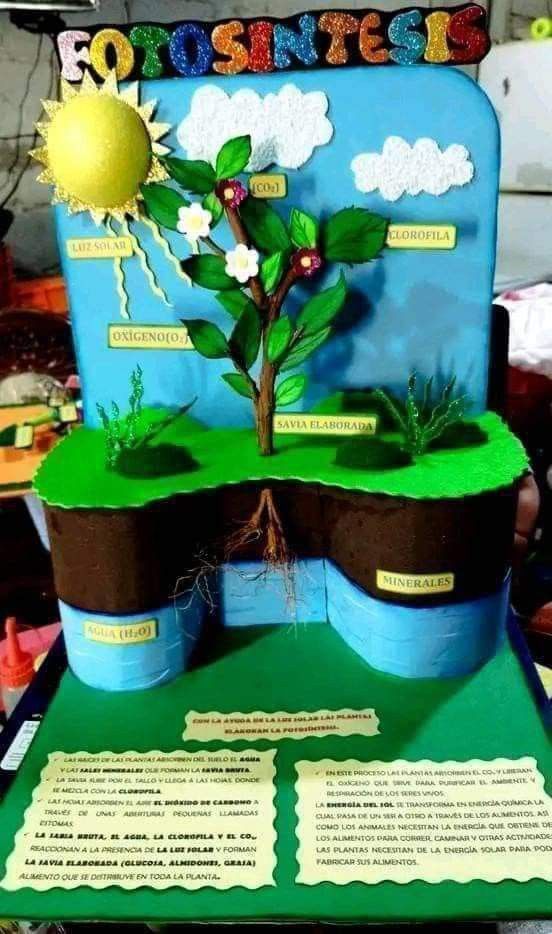 Science Living And Non Living Activities, 3d Photosynthesis Project, Photosintesis Project, Photosynthesis Model Project, Photosynthesis Projects, Science Project Models, Science Exhibition Projects, School Science Projects, Biology Projects