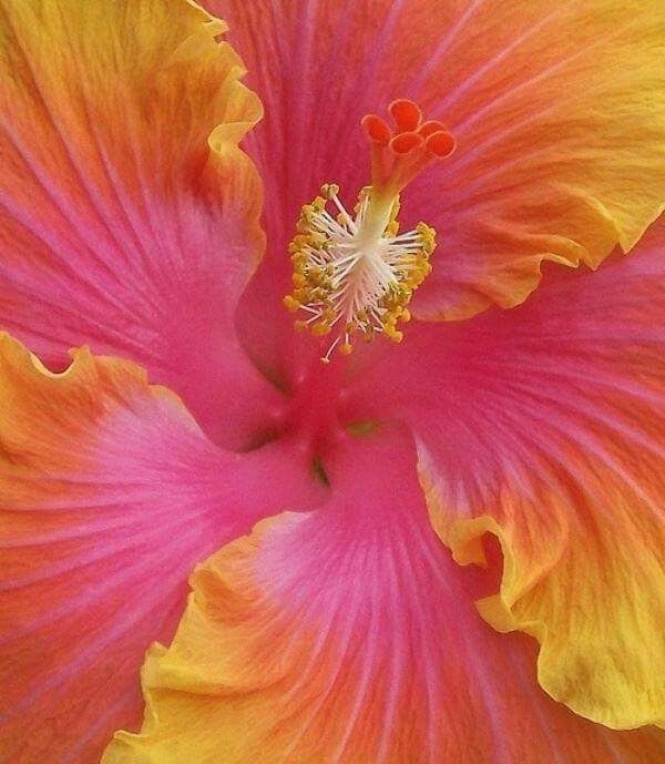 an orange and yellow flower with red stamen on it's middle petale