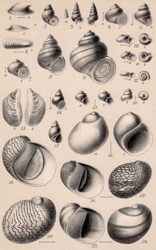 an old book with different types of shells