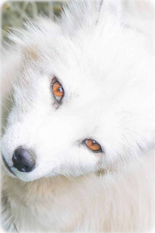 an image of a white dog with orange eyes