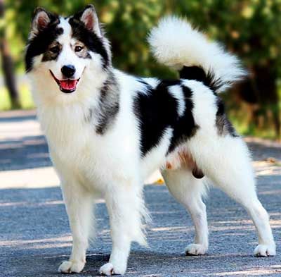 a black and white dog standing on top of a road