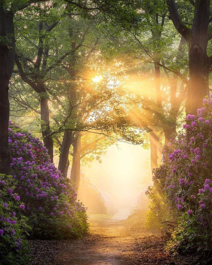 the sun shines through the trees and flowers on this path leading to a forest