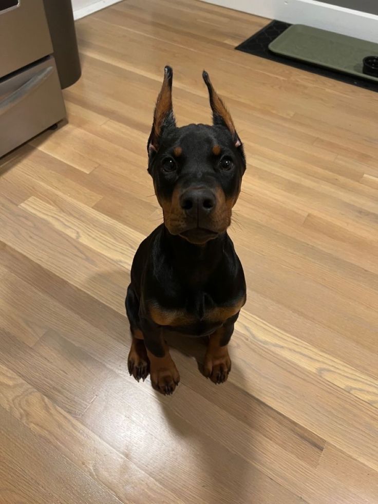 a black and brown dog sitting on top of a hard wood floor