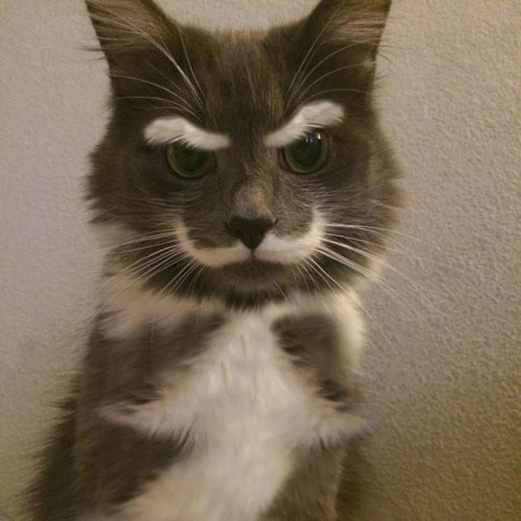 a grey and white cat with a fake mustache on it's face is looking at the camera