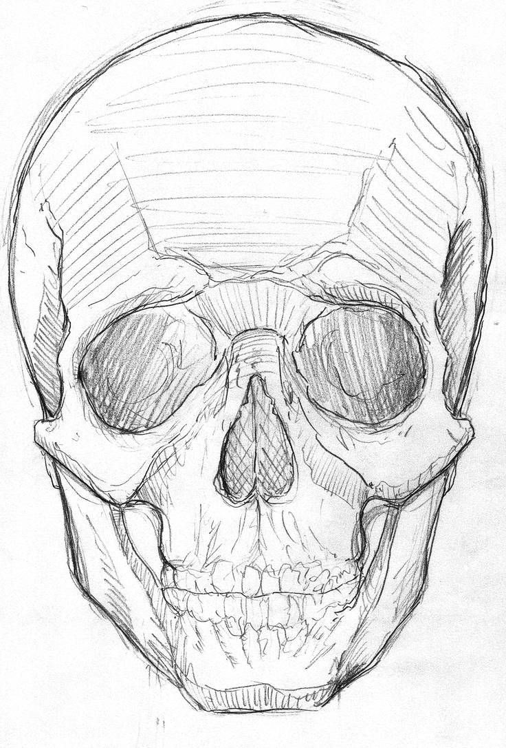 a drawing of a human skull