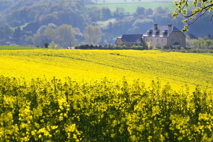 a field full of yellow flowers with a house in the background