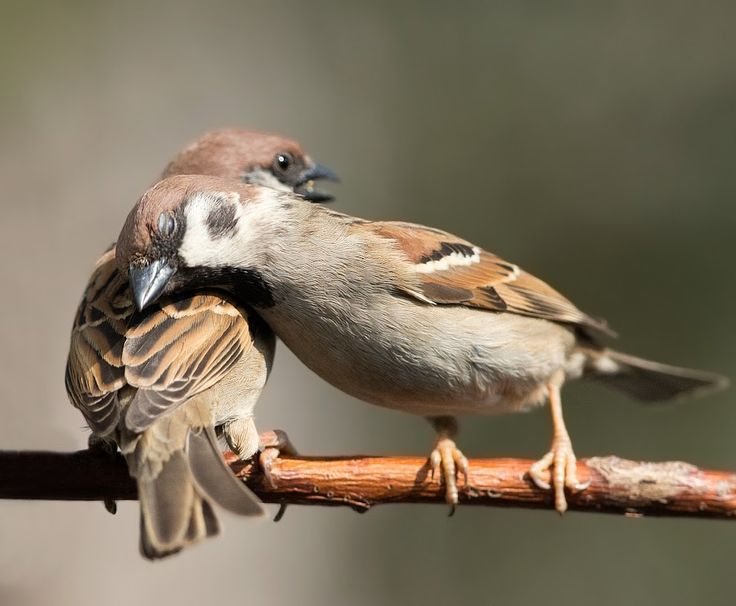 two small birds sitting on top of a wooden branch next to each other with their beaks open