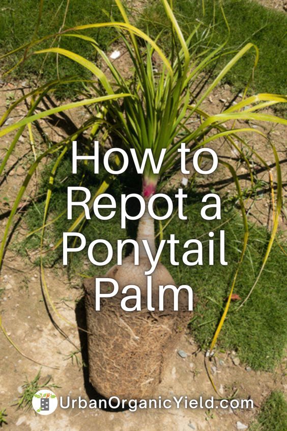 a potted plant with the words how to reppot a ponytailtail palm on it