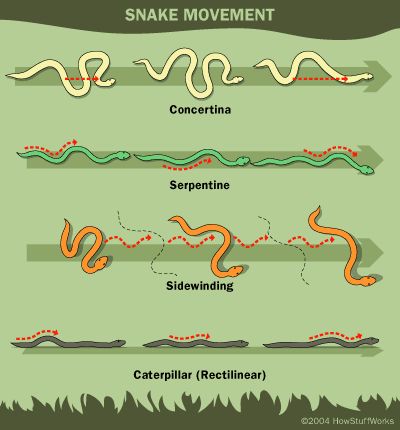 the different types of snakes in spanish