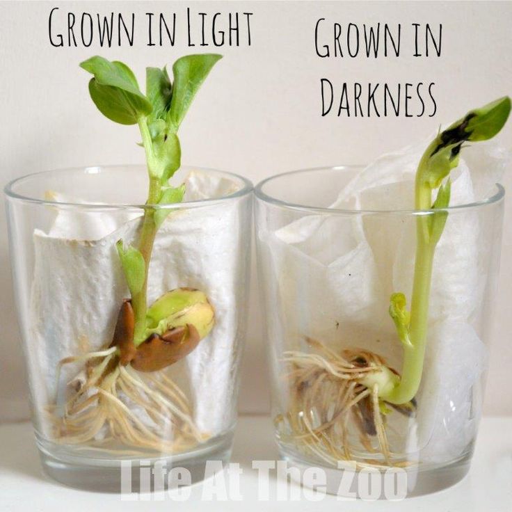 Bean Growing Experiment - Science for Kids Ks1 Science Experiments, Bean Growing, Plants Life Cycle Activities, Classic Classroom, Experiment Science, Growing Beans, Planting For Kids, Life Cycles Activities, At Home Science Experiments