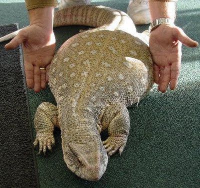 a large lizard is being held by someone's hands over the head and body