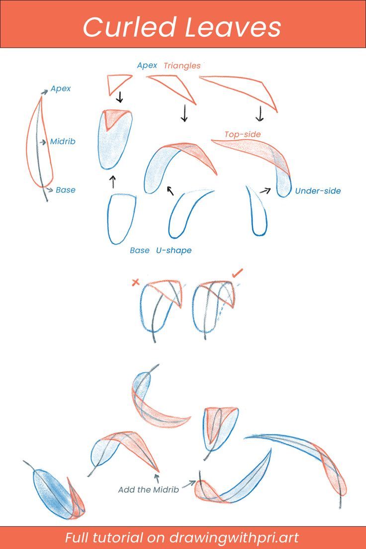 How to draw curled leaves How To Draw Foliage, Learn To Draw Nature, Foliage Drawing Leaves, Drawing Leaves Easy, Flowers And Leaves Drawing, Drawing Foliage, Drawing Of Leaves, Leaves Tutorial Drawing, Drawing Leaves Step By Step