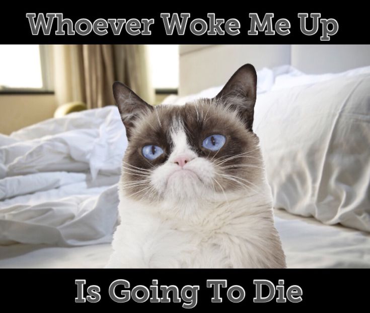 a siamese cat sitting on top of a bed with the caption, whoever woke me up is going to die