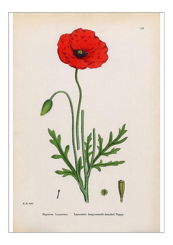 an illustration of a red flower with green stems