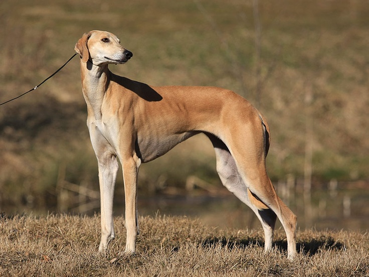 a large brown dog standing on top of a dry grass field